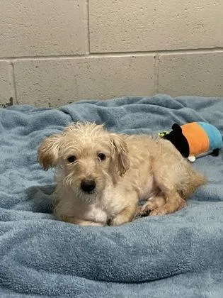 A baby small-sized male Miniature Poodle dog named Peluchin for adoption in Sacramento, CA