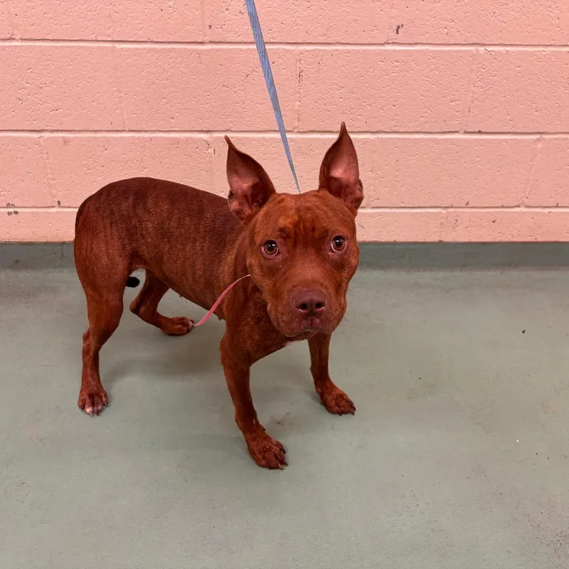 A young medium-sized female Brown / Chocolate Mixed Breed dog named Charlene for adoption in Memphis, TN