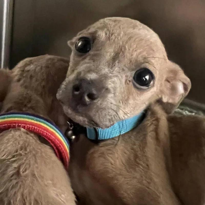 A baby small-sized male Yellow / Tan / Blond / Fawn Chihuahua dog named Kreacher for adoption in Austin, TX