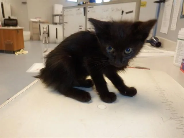 A baby small-sized female Domestic Medium Hair cat named Choco for adoption in San Jose, CA