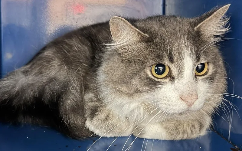 A young medium-sized male Tabby (Gray / Blue / Silver) Domestic Medium Hair cat named Fitz for adoption in Sault Sainte Marie, MI