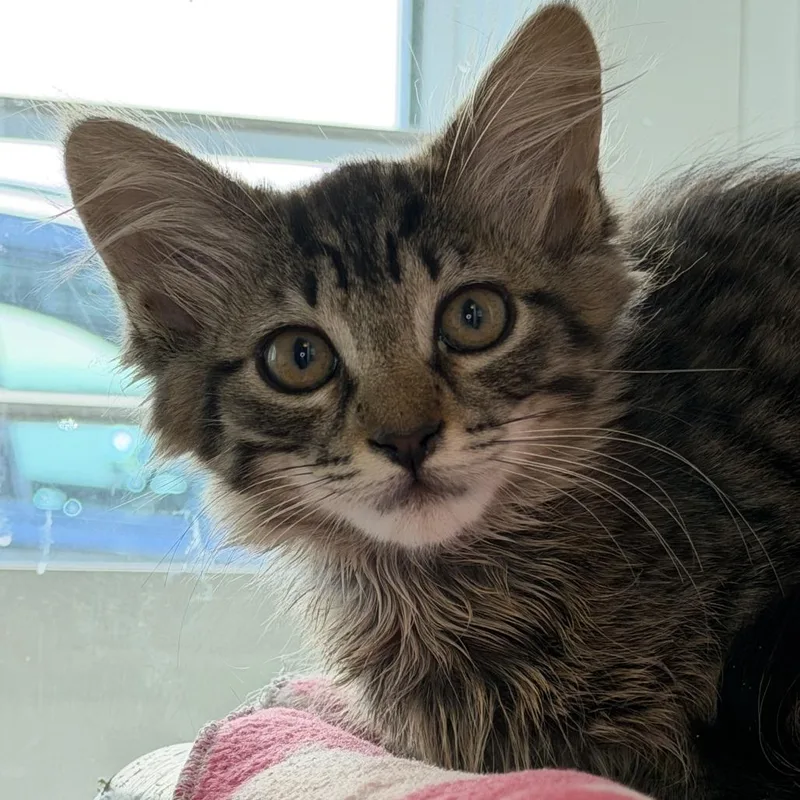 A baby small-sized female Domestic Short Hair cat named Chrissy for adoption in Los Angeles, CA