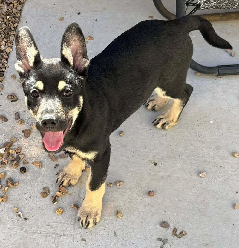 Cali Litter  Bo thumbnail 2