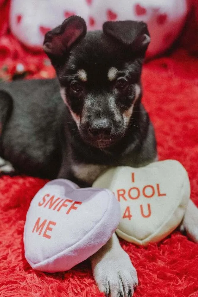 Cali Litter  Bo thumbnail 3