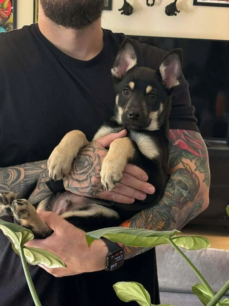 Cali Litter  Bo thumbnail 4