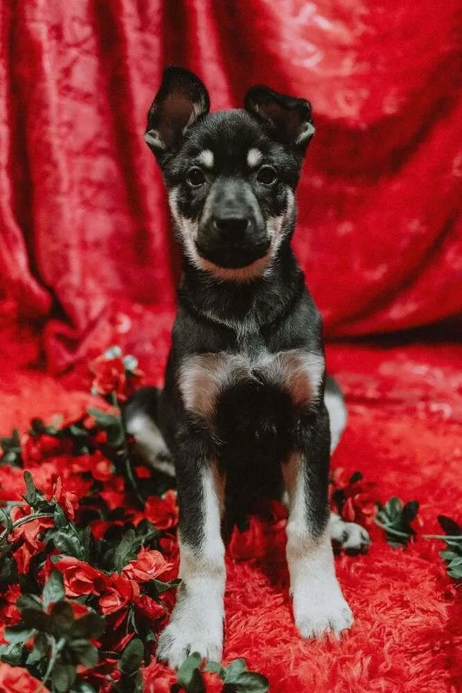 Cali Litter  Bo thumbnail 5