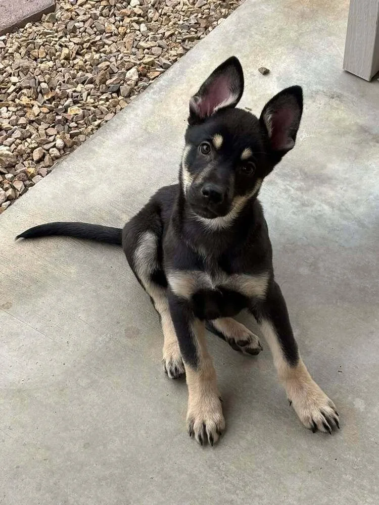 Cali Litter  Bo thumbnail 6