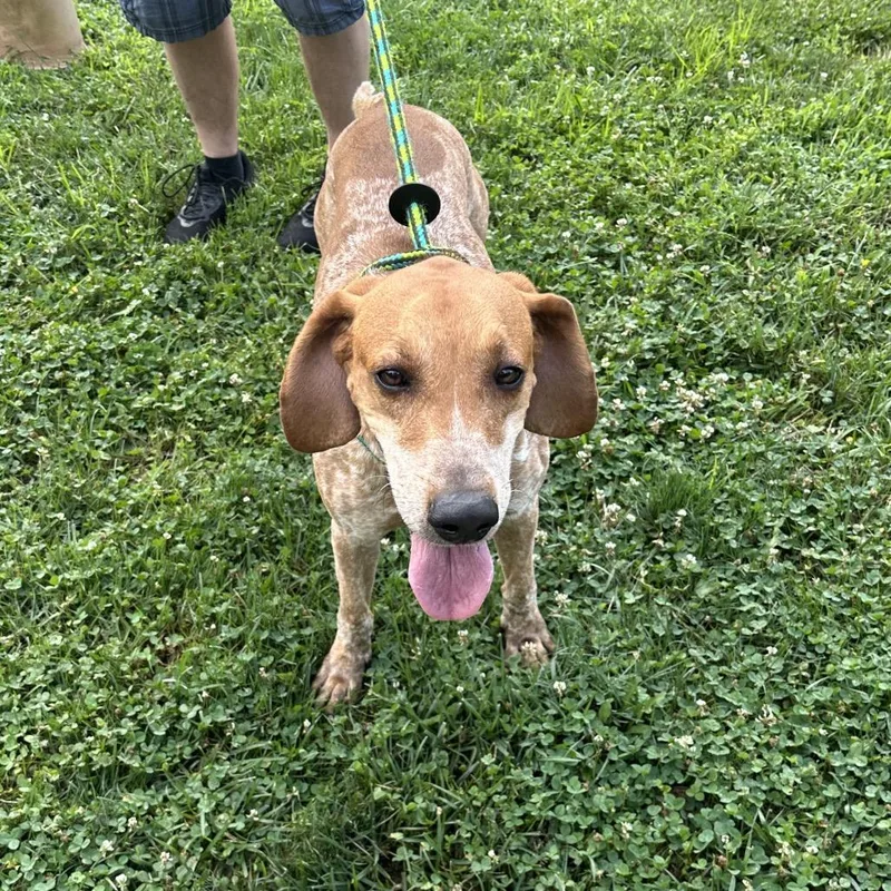 Copper