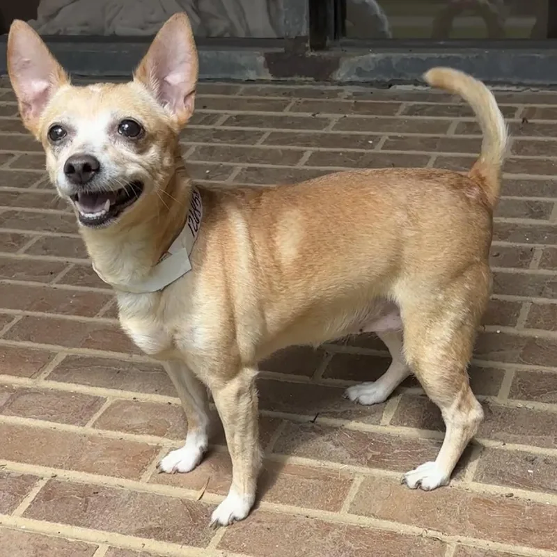An adult small-sized female Yellow / Tan / Blond / Fawn Chihuahua dog named Tempest for adoption in Birmingham, AL