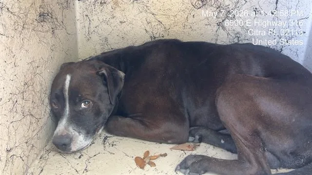 An adult medium-sized male Pit Bull Terrier dog named Scully for adoption in Ocala, FL
