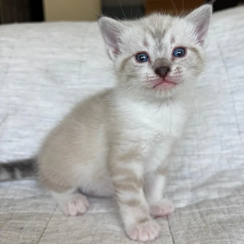 A baby small-sized female Gray / Blue / Silver Siamese cat named Marie for adoption in Agoura Hills, CA