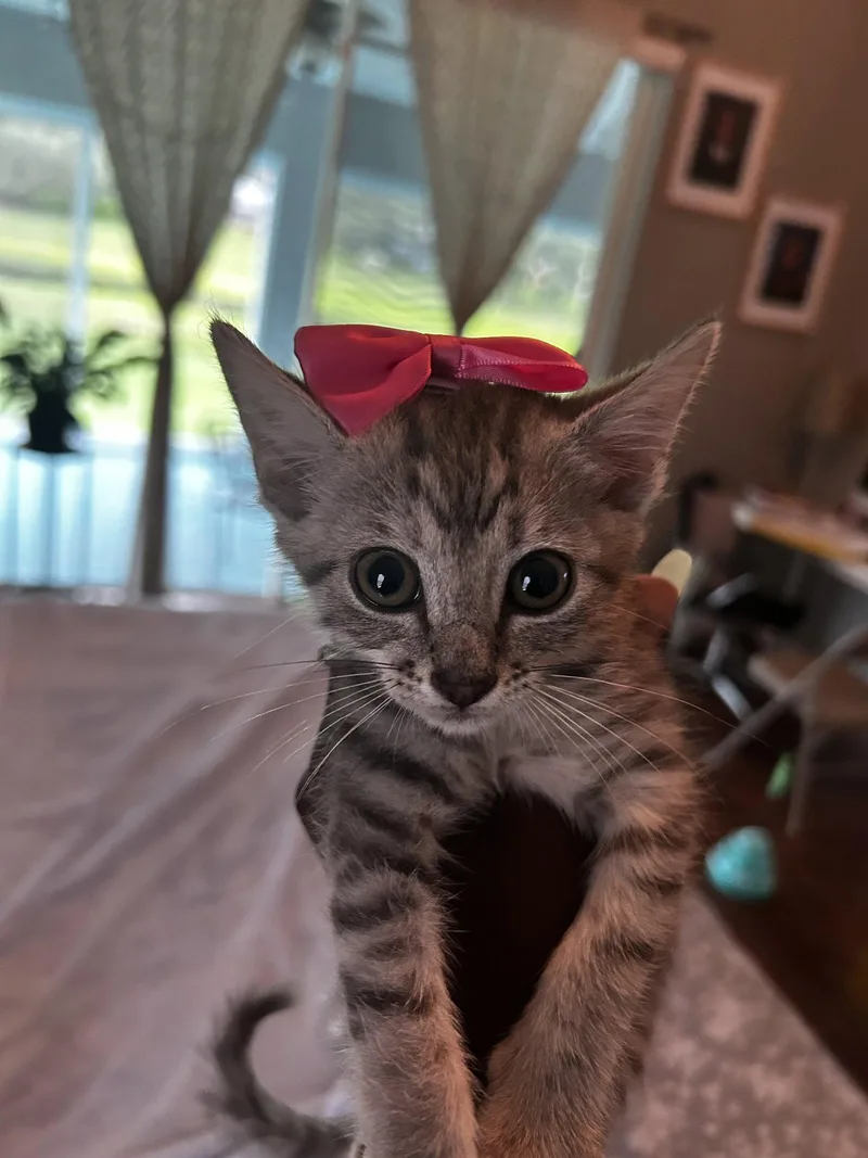 A baby small-sized female Tabby (Gray / Blue / Silver) Tabby cat named Elainfemale for adoption in Orlando, FL