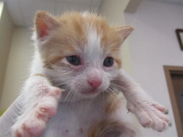 A baby small-sized male Domestic Short Hair cat named Cream Cheese for adoption in Ocala, FL