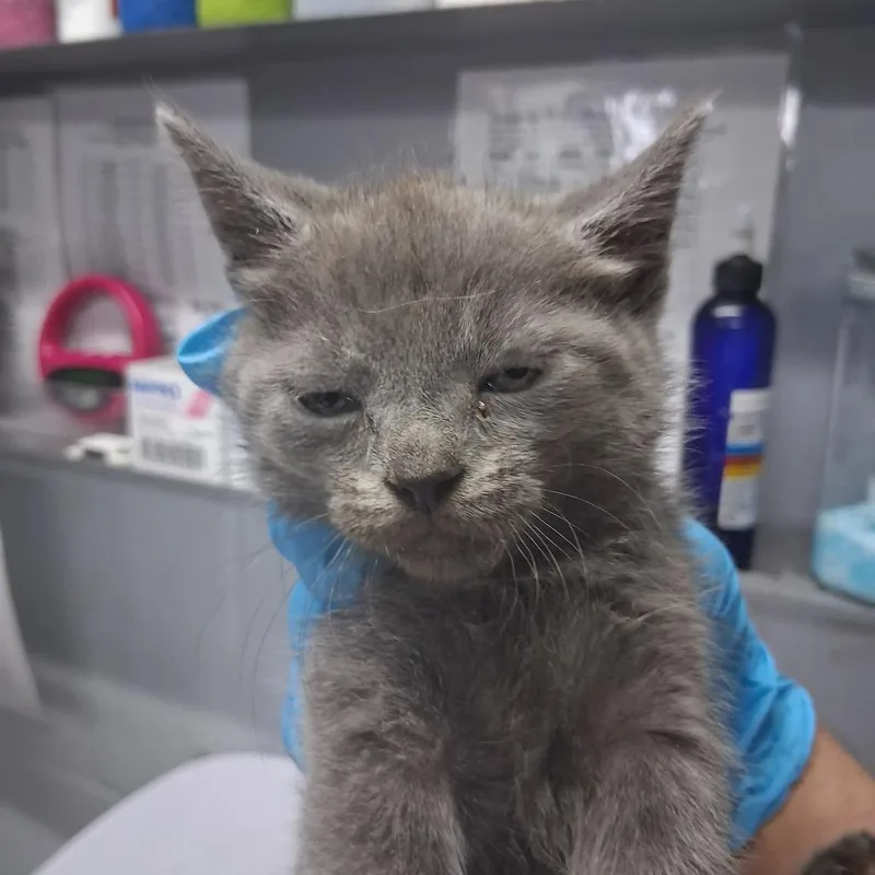 A baby small-sized female Gray / Blue / Silver Domestic Short Hair cat named Amy for adoption in Summerville, SC