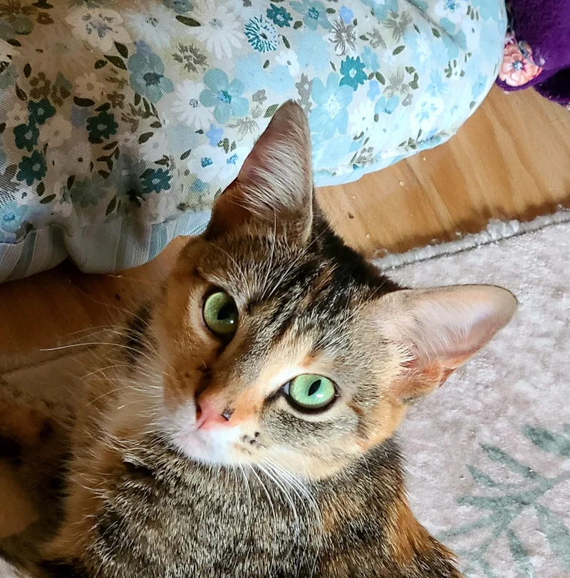 An adult medium-sized female Torbie Domestic Short Hair cat named Quinn for adoption in Kirkland, WA
