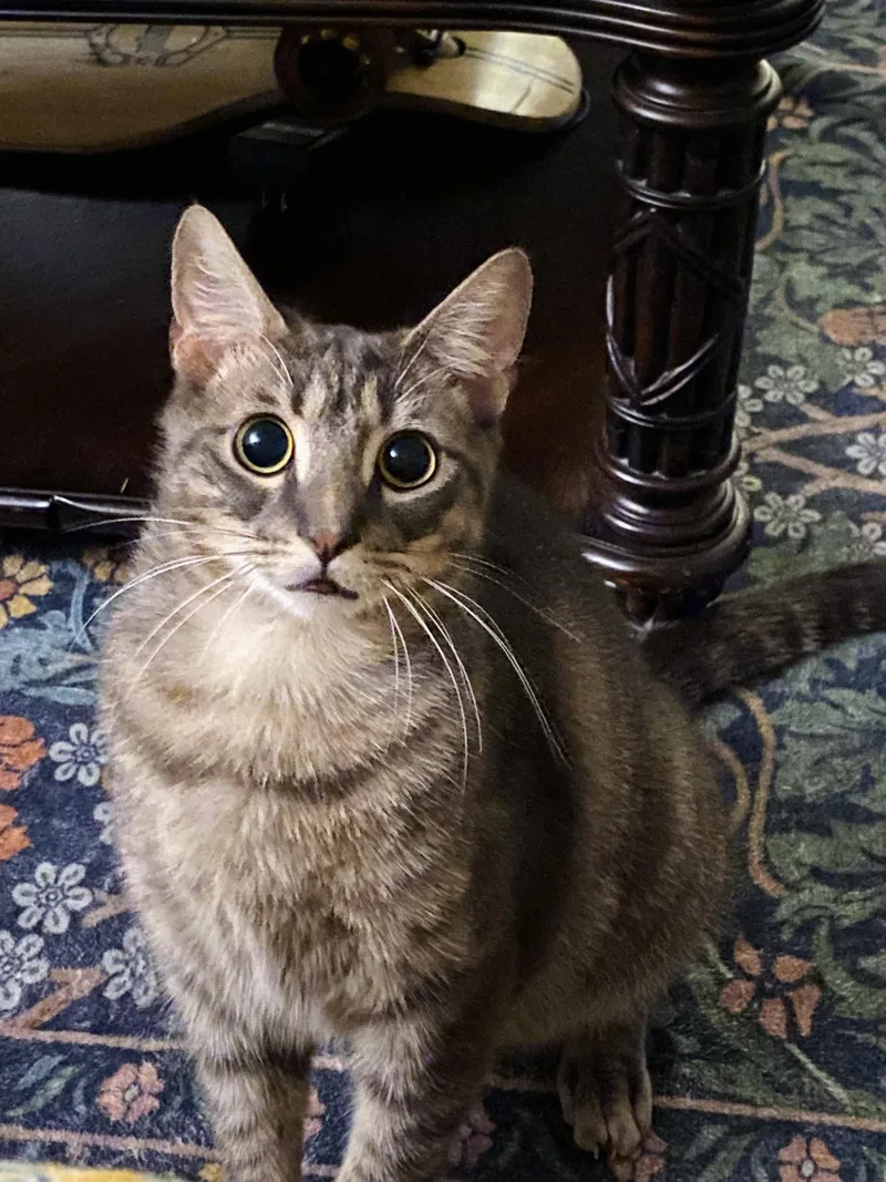 A young medium-sized male Tabby (Buff / Tan / Fawn) Domestic Short Hair cat named Makowatch video for adoption in Port Orange, FL