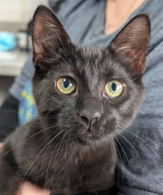A baby small-sized male Domestic Short Hair cat named Cinder for adoption in Canfield, OH