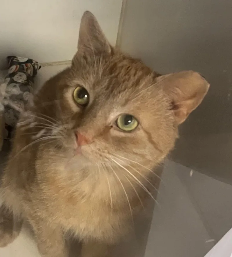 An adult medium-sized male Orange / Red Domestic Short Hair cat named Homefry for adoption in Gettysburg, PA