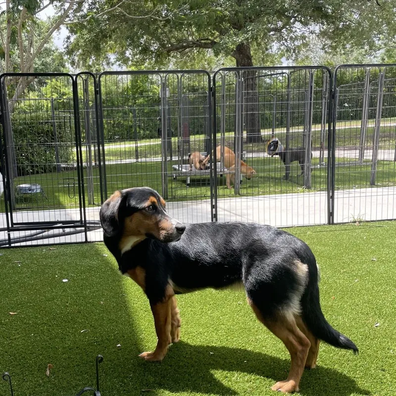 A young small-sized female Black Mixed Breed dog named Luna Moon for adoption in LOXAHATCHEE, FL