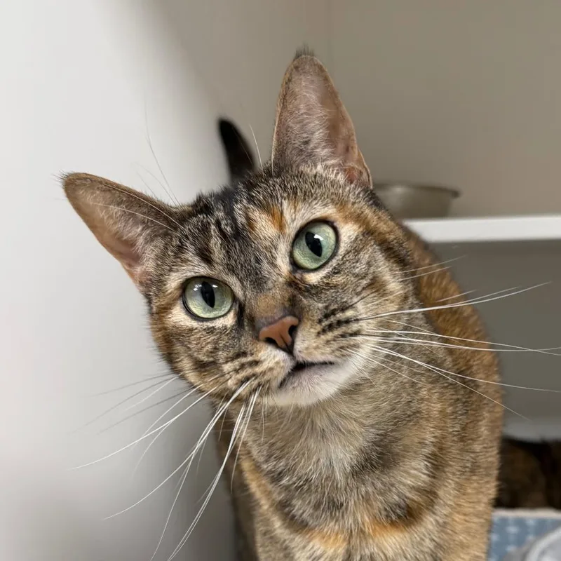 An adult small-sized female Gray / Blue / Silver Domestic Short Hair cat named Meeko for adoption in Stillwater, OK