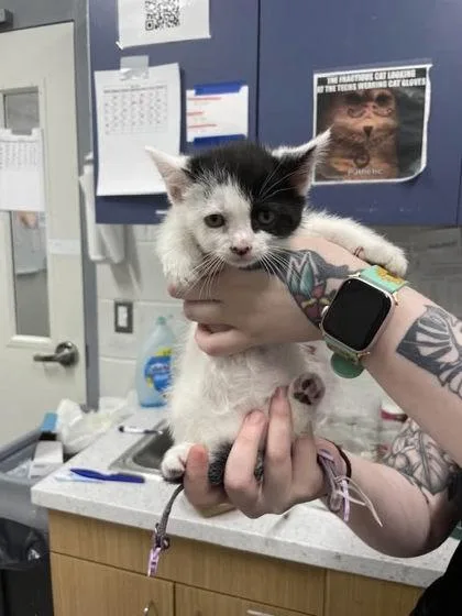 A baby small-sized female Domestic Short Hair cat named Woolhemina for adoption in Washington, DC