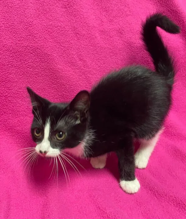 A baby small-sized male Domestic Short Hair cat named Dipper for adoption in Jackson, MI