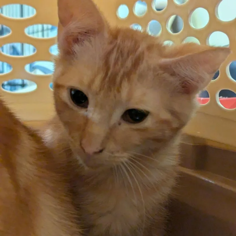 A baby small-sized male Domestic Short Hair cat named Mollymauk for adoption in Lynchburg, VA