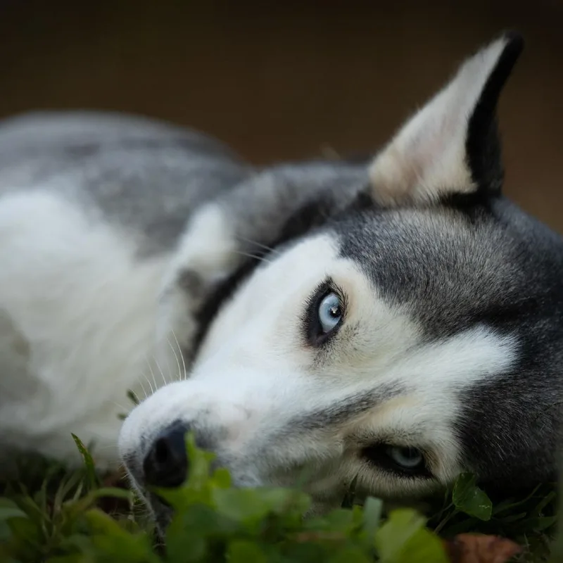 An adult medium-sized female Gray / Blue / Silver Husky dog named Blue for adoption in Rossville, GA