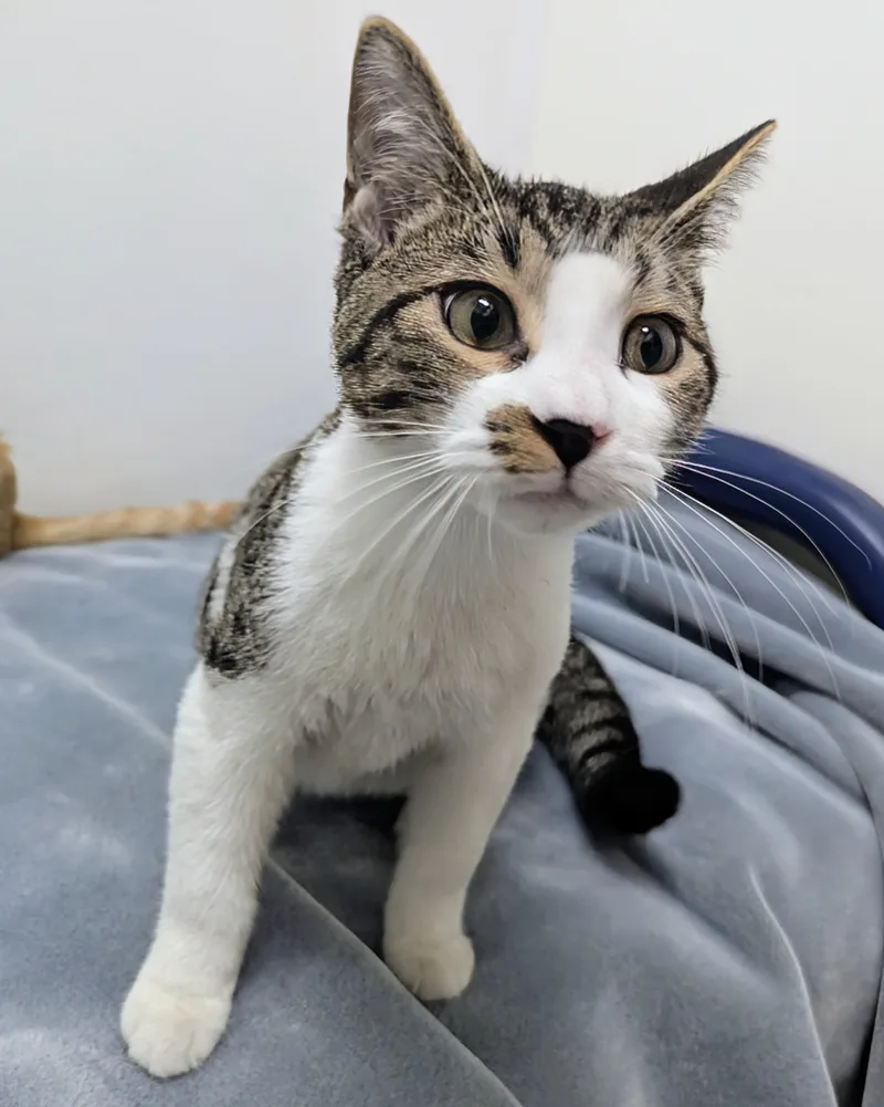 A baby large-sized male Tabby (Gray / Blue / Silver) Domestic Short Hair cat named Hei Hei for adoption in Springfield, IL
