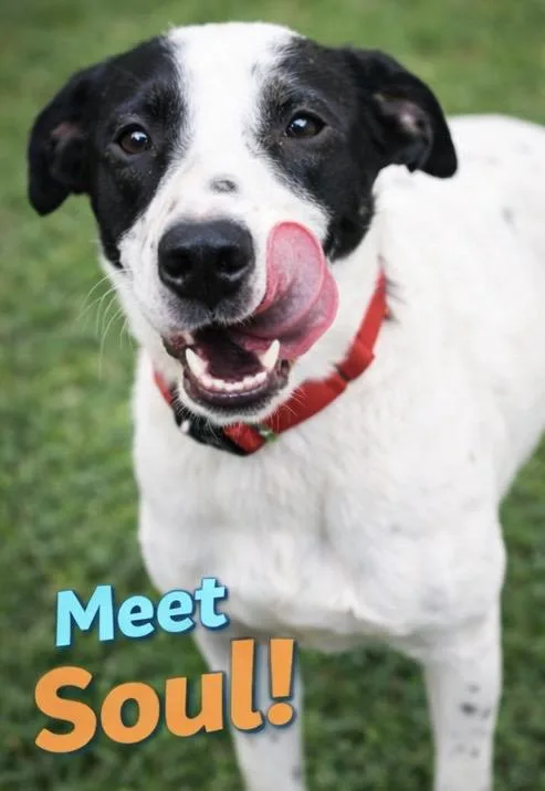 Soul Sol thumbnail 2