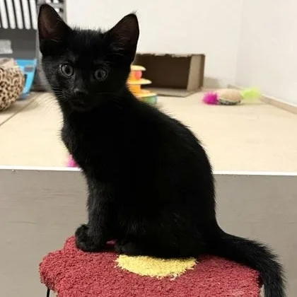 A baby medium-sized male Black Domestic Short Hair cat named Cod for adoption in Warr Acres, OK