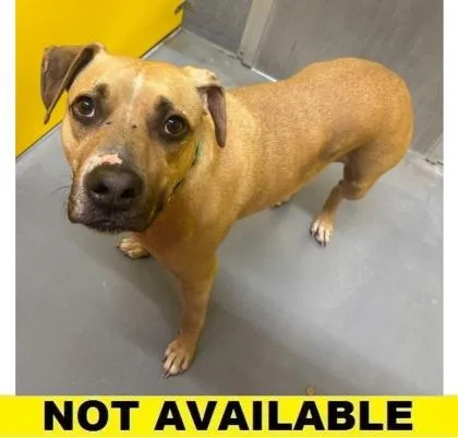 An adult large-sized female Mixed Breed dog named Maya for adoption in Eugene, OR