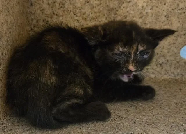 A baby medium-sized female Domestic Short Hair cat named Purrincess for adoption in Lancaster, CA