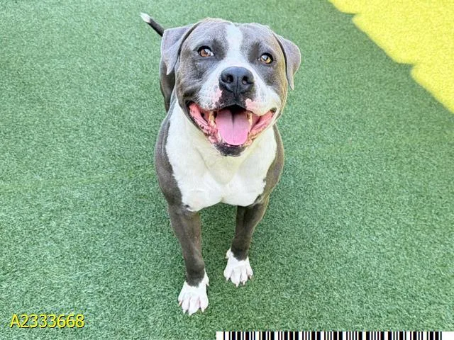 A young large-sized male Mixed Breed dog named Bobby for adoption in West Palm Beach, FL