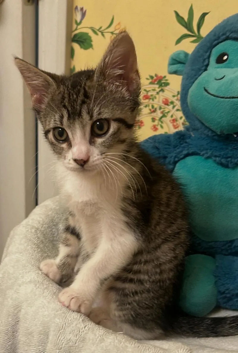 A baby small-sized male Tabby cat named Christopher C Ingram for adoption in Saunderstown, RI