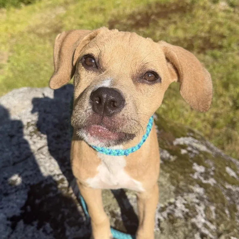 A baby medium-sized male White / Cream Pit Bull Terrier dog named August for adoption in Auburn, NH