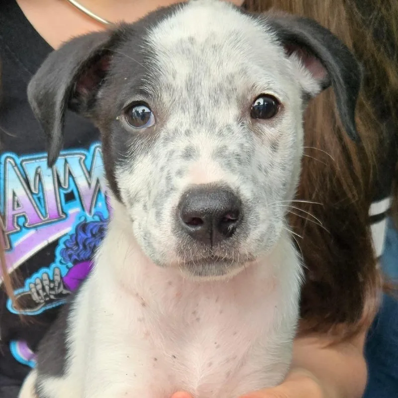 A baby medium-sized male Black Labrador Retriever dog named Freckles for adoption in Floresville, TX
