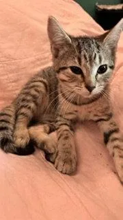 A baby medium-sized female Domestic Short Hair cat named Aurora for adoption in Wheaton, IL