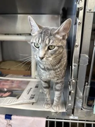 An adult small-sized female Domestic Short Hair cat named Billie for adoption in Madison, NJ