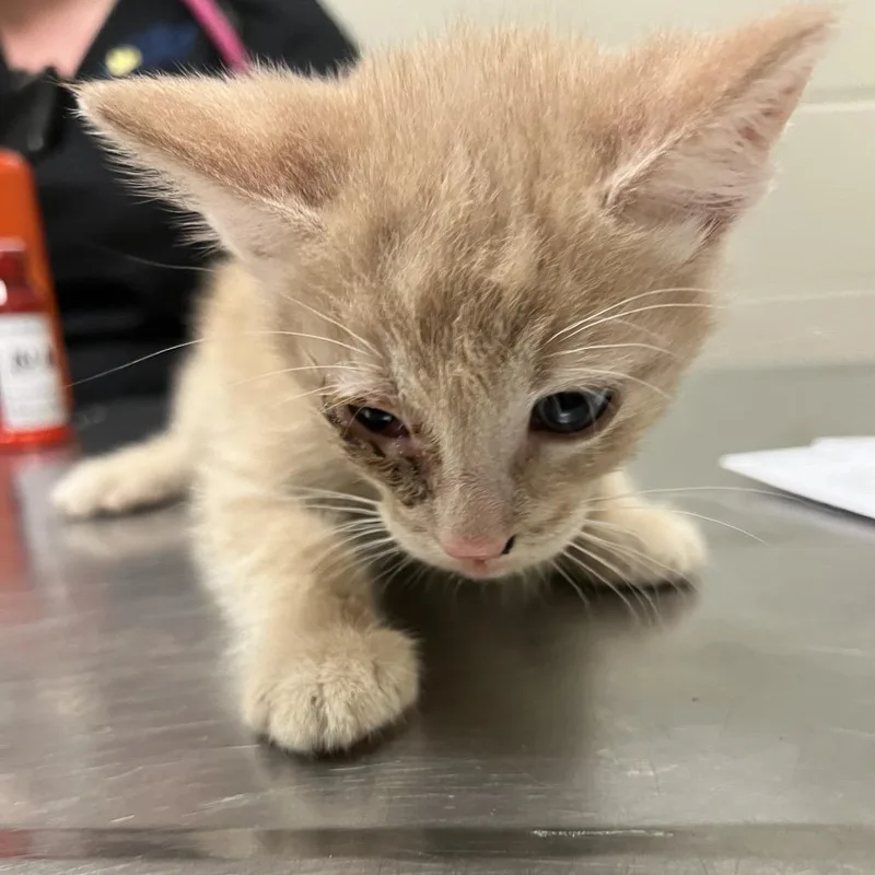 A baby small-sized male Buff / Tan / Fawn Domestic Short Hair cat named Ghost for adoption in Bristol, IN