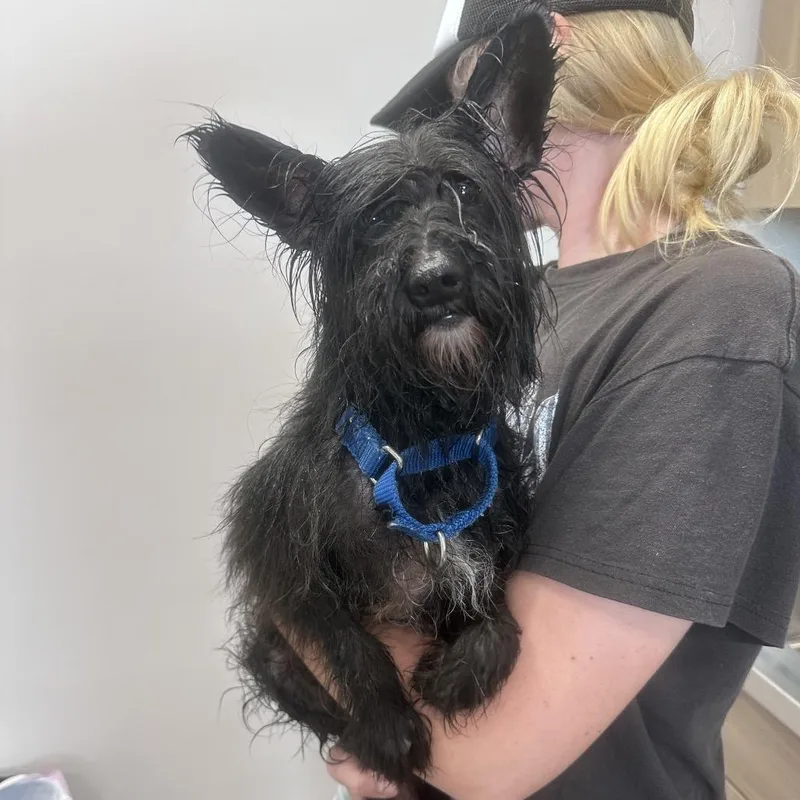 An adult small-sized female Black Miniature Schnauzer dog named Zuzu for adoption in Mount Vernon, IN