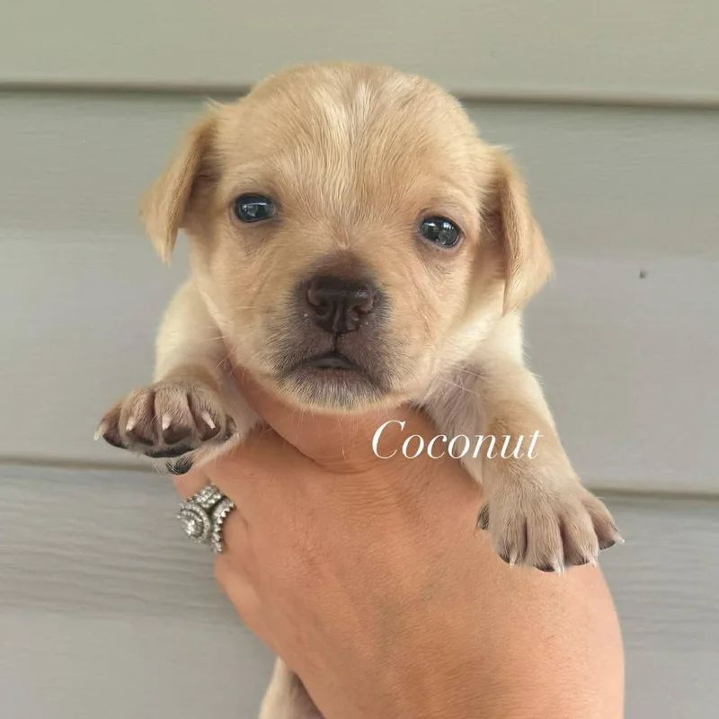 A baby small-sized male Apricot / Beige Shih Tzu dog named Coconut for adoption in Crosby, TX