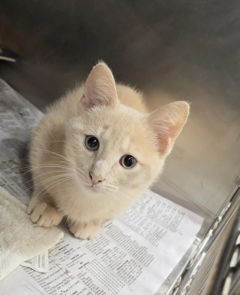 A baby small-sized male Domestic Short Hair cat named Sol for adoption in Hagerstown, MD