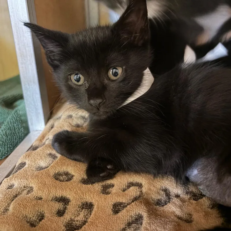 A baby small-sized female Black Domestic Short Hair cat named Mater for adoption in Chesapeake, VA