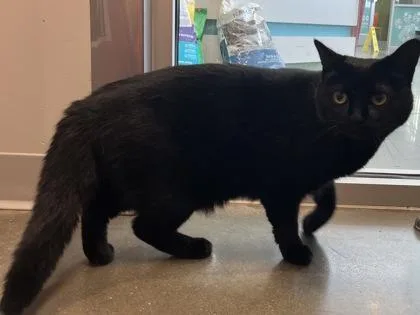 A young small-sized female Domestic Short Hair cat named Sirloin for adoption in Janesville, WI