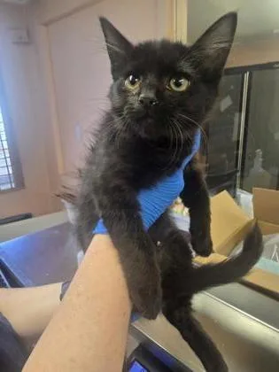 A young small-sized male Domestic Short Hair cat named Peter for adoption in Roseville, CA