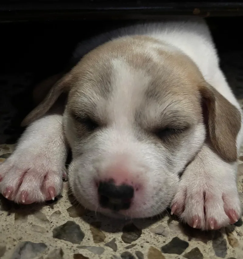 Cameo  The Cuddler thumbnail 4