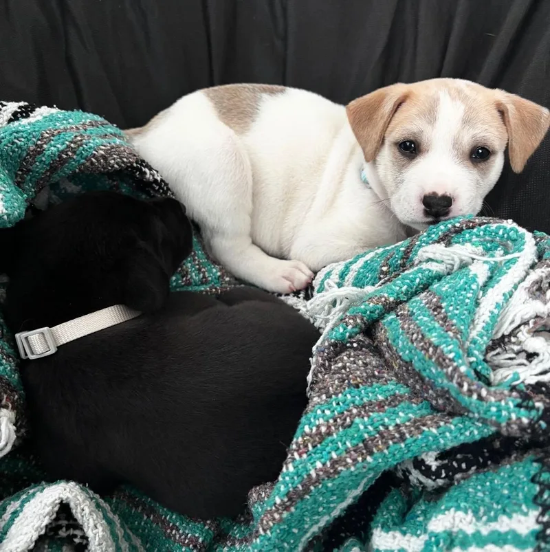 Cameo  The Cuddler thumbnail 5
