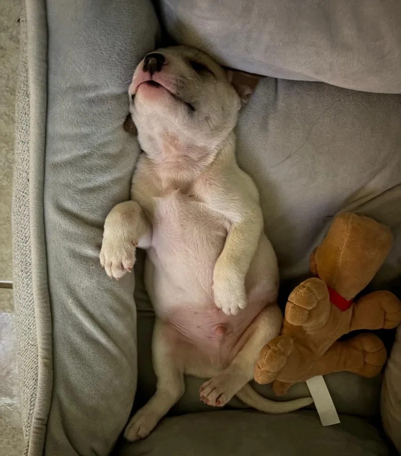 Cameo  The Cuddler thumbnail 6