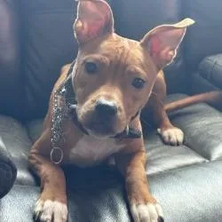 A young medium-sized female Red / Chestnut / Orange Mixed Breed dog named Remi for adoption in Galveston, TX